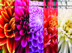 CASSE-TÊTE 750 OU 1000 PIÈCES - COLORFUL COLLAGES ASST